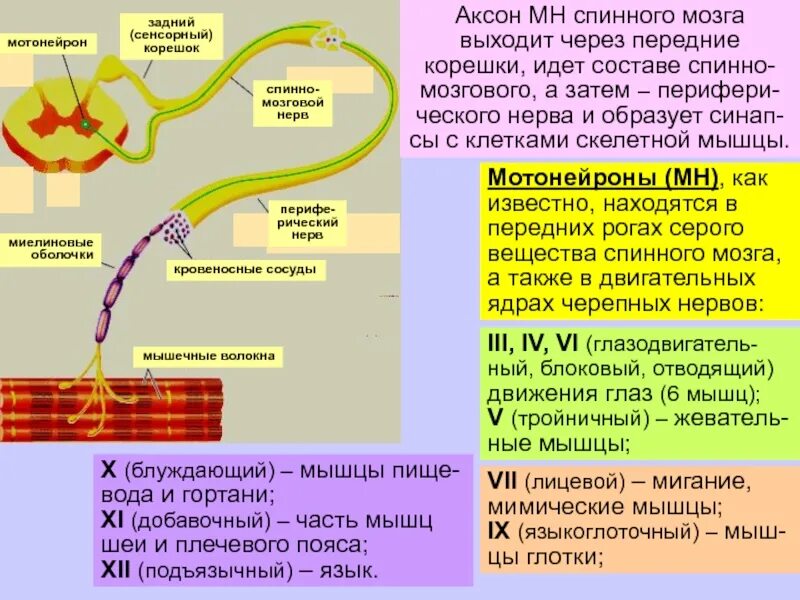 Импульс мозг аксон. Из чего образованы задние корешки спинного мозга из аксонов. Задние корешки образованы аксонами нейронов. Задние корешки спинного мозга это аксоны. Мотонейроны находятся в спинного мозга.