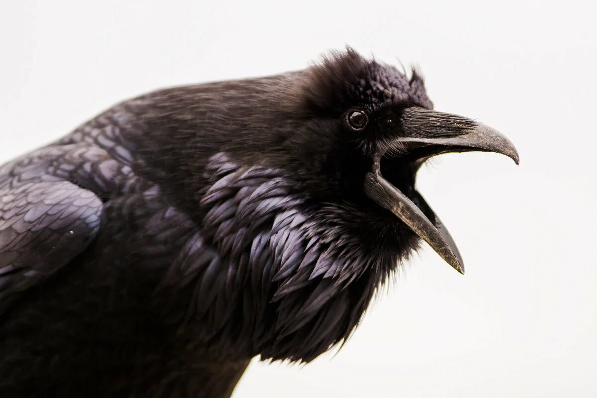 вороны сибири. ворон (the raven), 2012. черный ворон какой год. черный ворон. чёрная ворона.