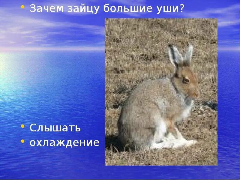 Зачем зайцу уши. Зачем зайцу большие уши. Почему у зайца большие уши.