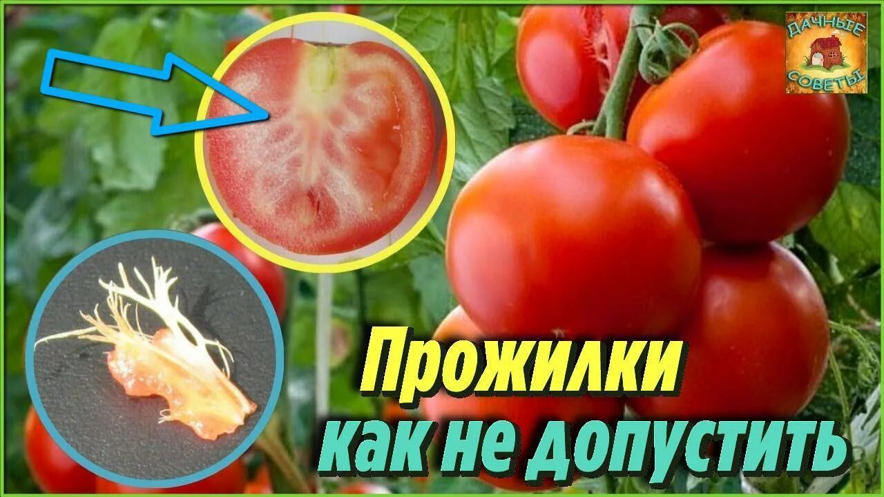Почему помидоры внутри белые. Помидоры с прожилками. томаты с белыми прожилками. в помидорах жесткие прожилки. помидоры внутри с белыми прожилками причина.