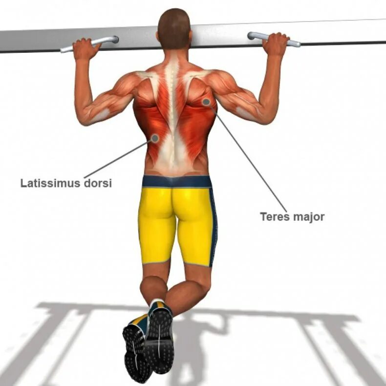 Подтягивания широким какие мышцы работают. Подтягивания широким хватом мышцы. Подтягивание широким хватом задействованные мышцы. Подтягивания группы мышц. Подтягивания на турнике мышцы.