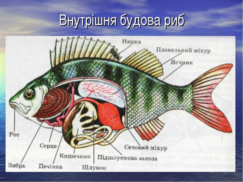 Плавательный пузырь щуки. Строение органов пищеварительной системы рыбы. Внутреннее строение рыбы пищеварительная система. Пищеварительная система костных рыб схема. Пищеварительная система РФБ.