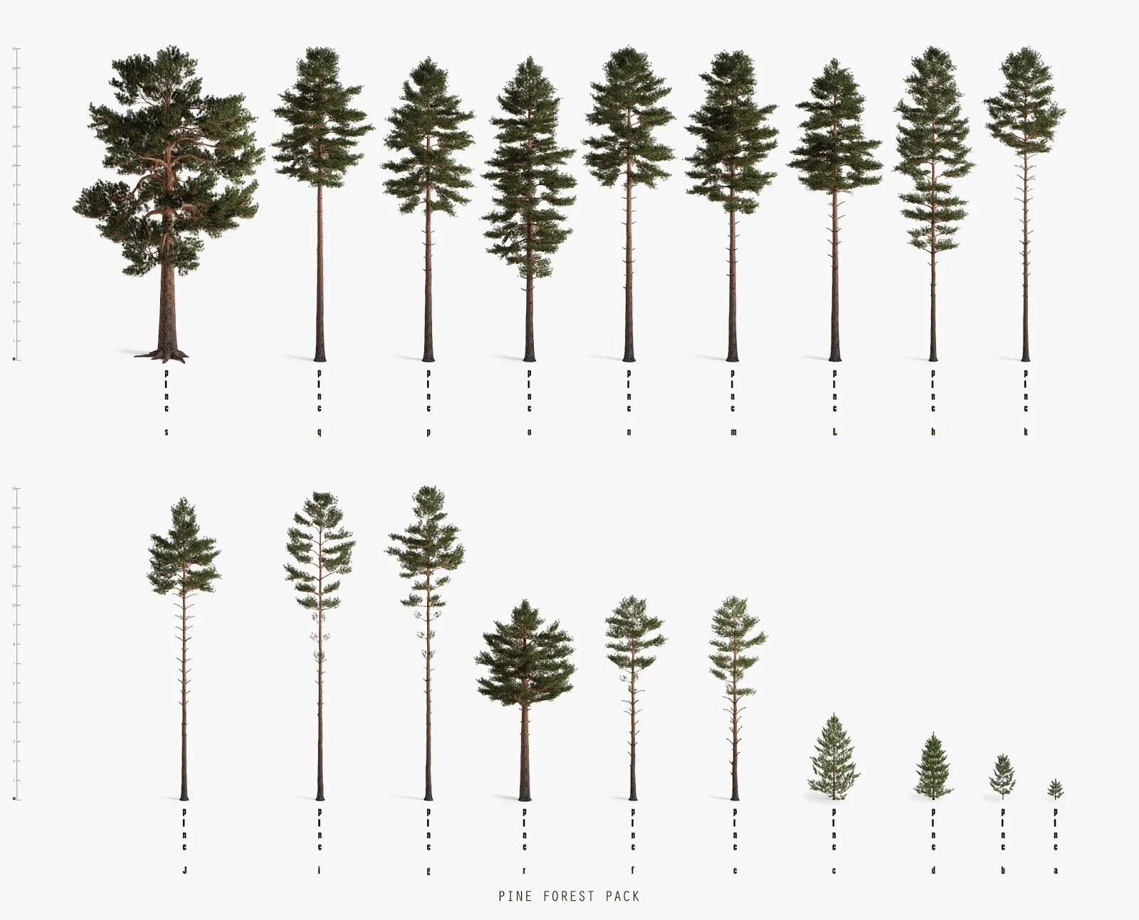 Forest Pack. Pine Forest Pack. Forest Pine arch1t3ct, альбом Forest Pine. Sporagine Pine. Сосна группа организмов