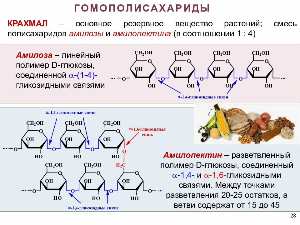 Каким углеводом является сахар. Полисахариды гомополисахариды. Мономер амилозы. Гомополисахариды: крахмал (амилоза и амилопектин). Строение амилозы и амилопектина.