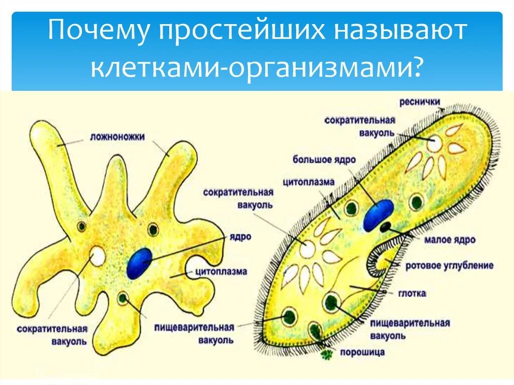 Пищеварительная вакуоль рисунок. Строение простейшего амёбы. Строение простейших (амеба, инфузория туфелька). Строение клетки амебы обыкновенной. Амёба обыкновенная 5 класс биология.