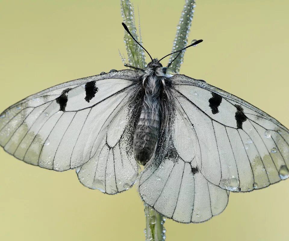 Боярышница. Бескрылая бабочка. Бабочка белая. Белая бабочка белянка. Сатурния луна.