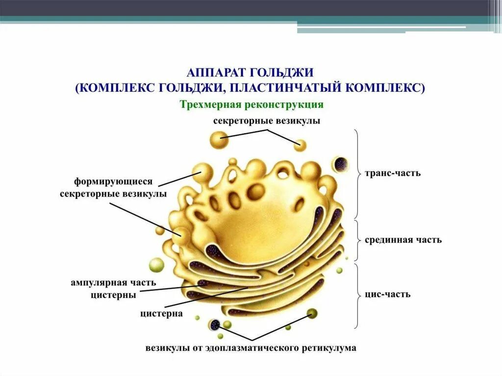 Комплекс аппарат Гольджи функции. Комплекс аппарат Гольджи строение и функции. Аппарат Гольджи функции 5 класс. Аппарат Гольджи функции 9 класс.