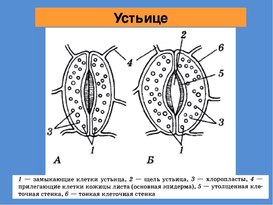 Устье растений. Схема строения устьица. Строение устьиц растений. Строение устьица листа. Замыкающие клетки устьиц рисунок.