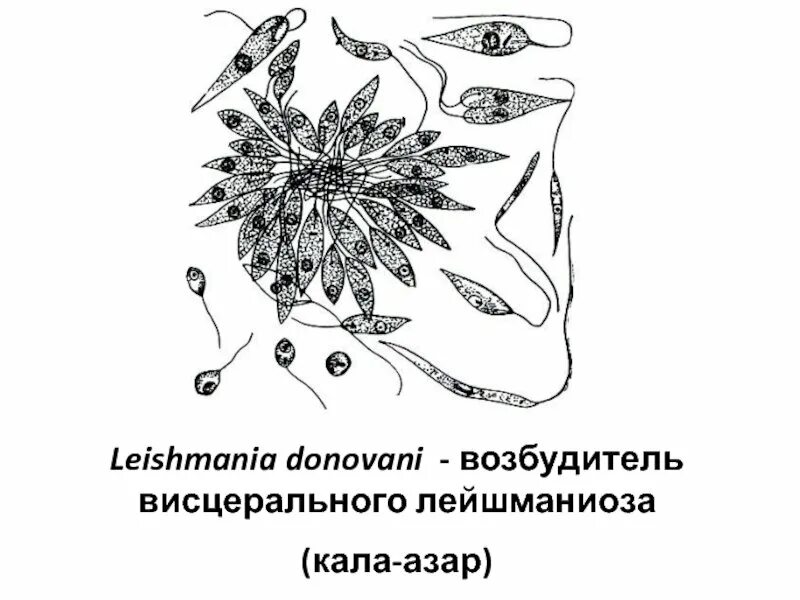 Лейшмания паразиты