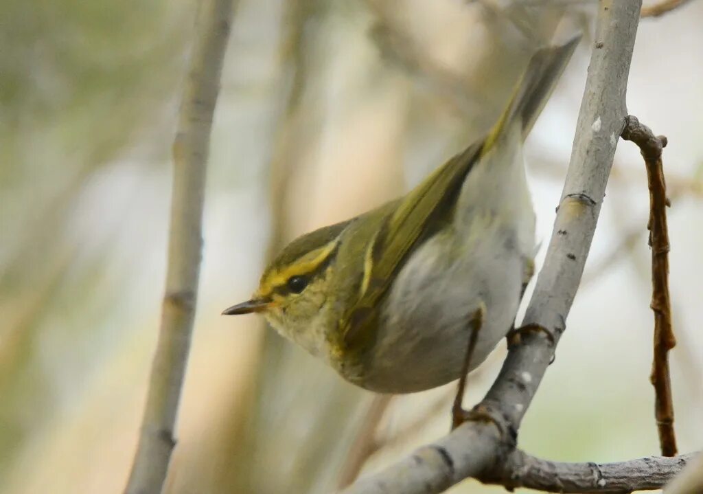 Пение пеночки. Phylloscopus proregulus. Корольковая пеночка. Пеночка корольковая голос. Пеночка птица пение.