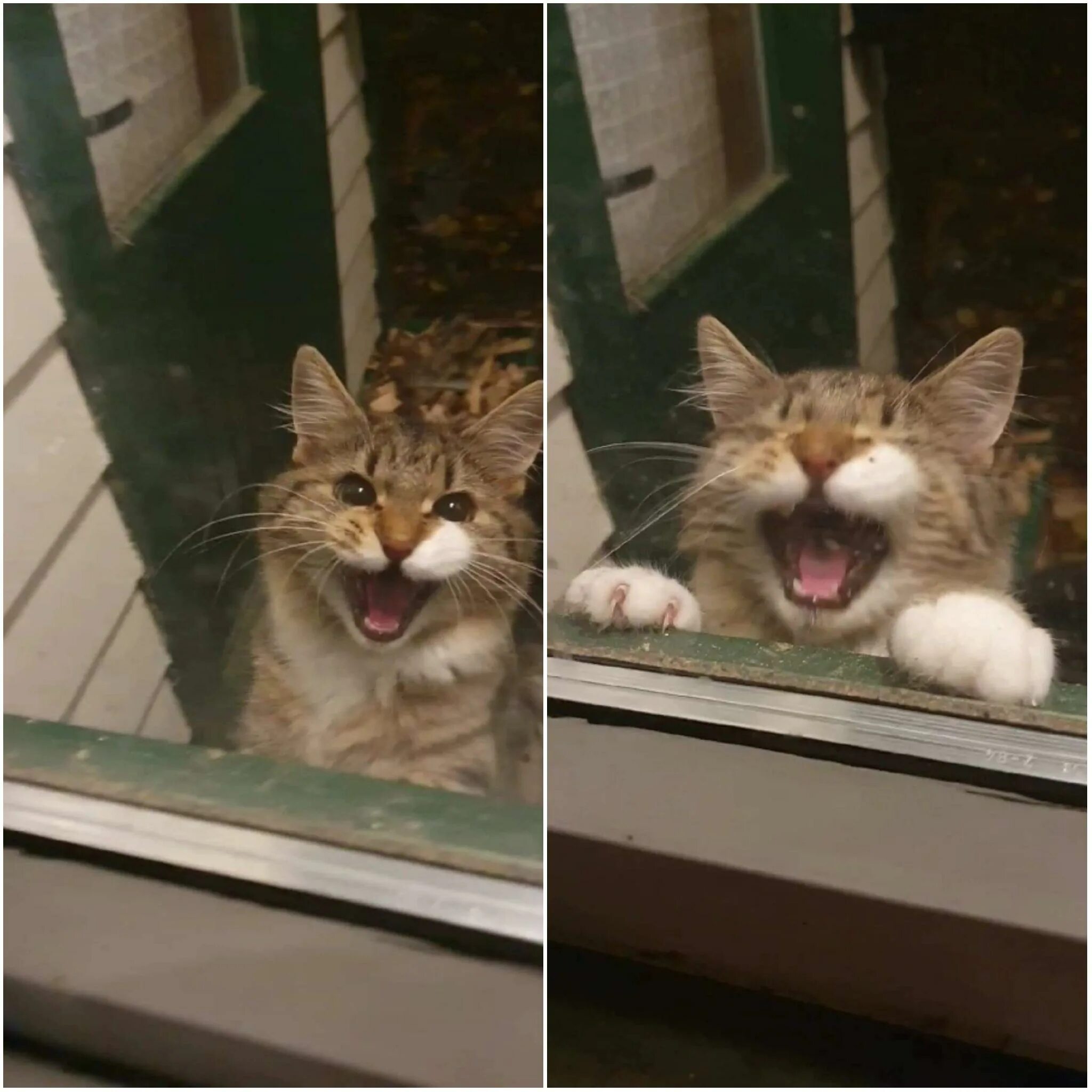 Our cat like. Cat Meows into Door.