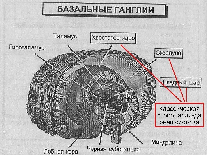 Базальные ганглии мозга. Строение и функции базальных ганглиев. Базальные ганглии состав. Базальные ганглии функции физиология. Базальные ганглии структура.