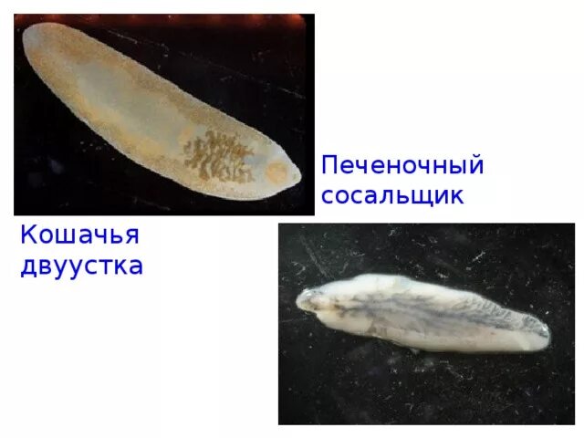 Черви-сосальщики – трематоды. Жизненный цикл кошачьего сосальщика. Opisthorchis felineus метацеркарий. Кошачья двуустка аскарида. Кошачья двуустка аскарида.