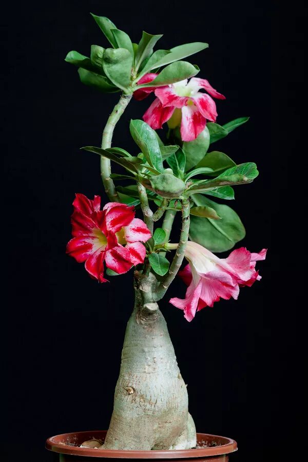 адениум обесум тучный. адениум bondy red. цветок роза пустыни адениум. адениум роза пустыни. адениум обесум.