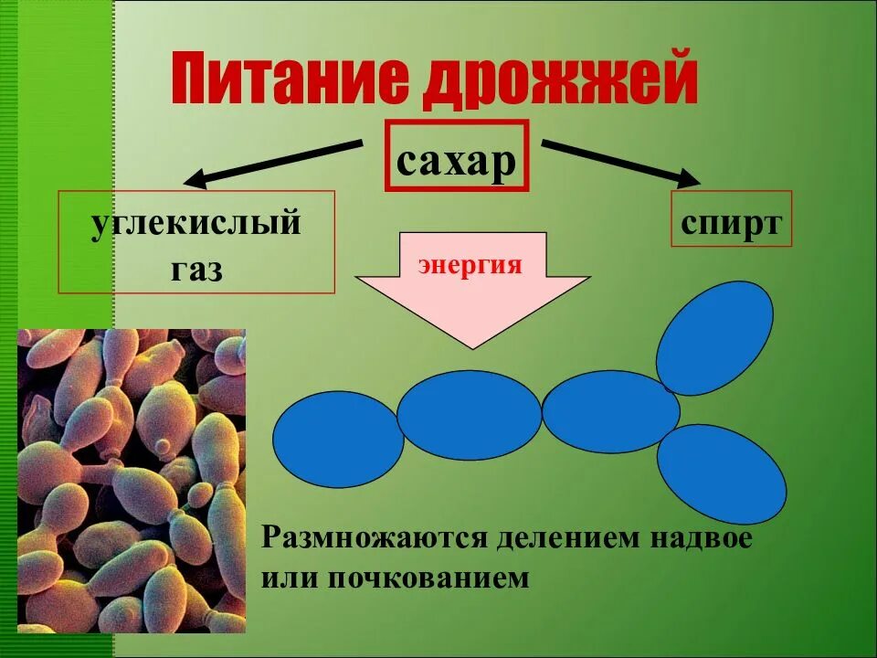 Дрожжевые грибы в жизни человека. Питание дрожжей. Дрожжи Тип питания. Дрожжевые грибы. Способ питания дрожжей.