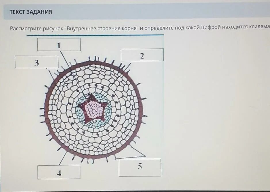 Задания строение корня. Внутреннее строение корня поперечный срез. Внутреннее строение корня первичное. Внутреннее строение корня срез. Внутреннее строение корня рисунок.