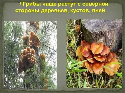 Что растет в чаще