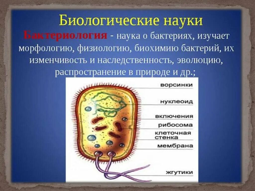 Бактериология это наука о. Наука изучающая микроорганизмы. Что изучает бактерии. Что изучает бактериология. Наука изучающая бактерии называется