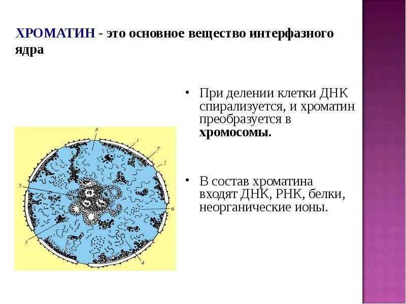 Хроматин это основное вещество. Строение ядра интерфазной клетки. Хроматин интерфазного ядра. Структура интерфазного ядра.