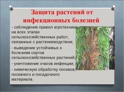 Меры растений
