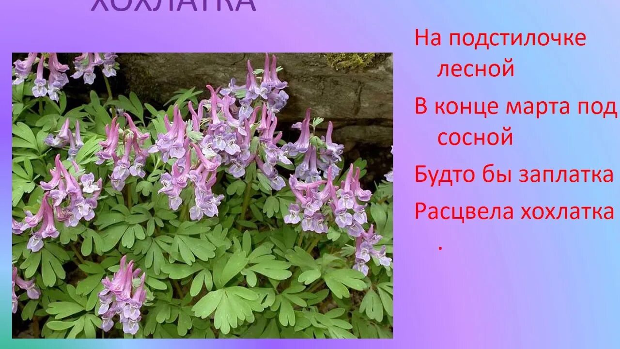 Растения первоцветы 2 класс. Хохлатка фиолетовая первоцвет. Хохлатки цветы первоцветы. Весенние цветы хохлатка. Хохлатка красная цветок.