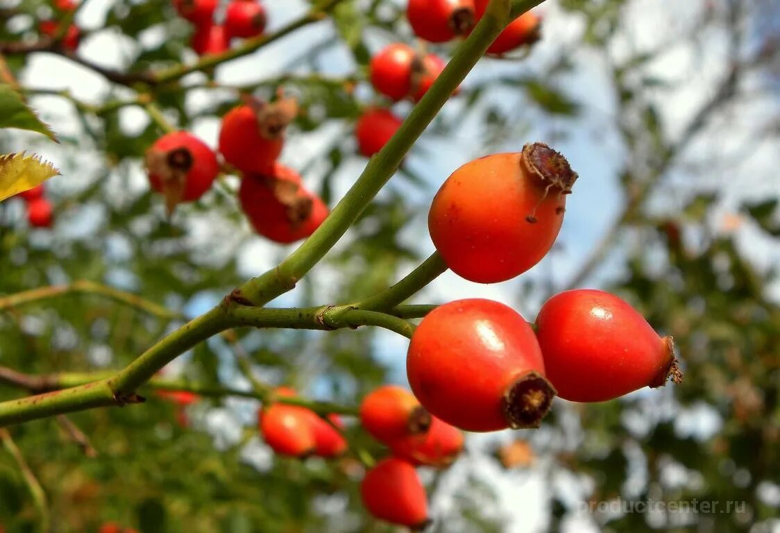 Полезные финики для здоровья. Тамаринд фрукт. Целебный плод. Шиповник даурский сырье. Маклюра адамово дерево.