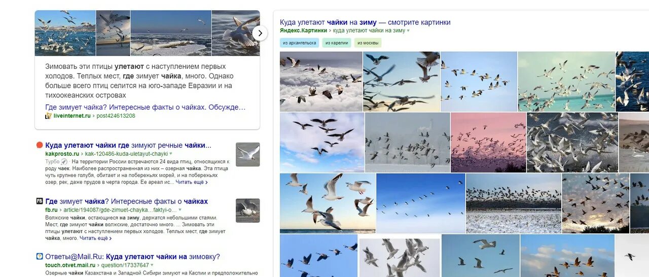 Пути миграции птиц. Куда улетают зимовать птицы. Куда улетают птицы на юг. Карта миграции птиц. Карта перелета птиц.