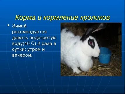 Дают ли кроликам воду
