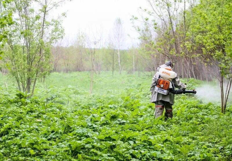 Борьба с борщевиком Сосновского. Обработка борщевика. Борщевик Сосновского обработка. Борщевик на участке. Удаление борщевика