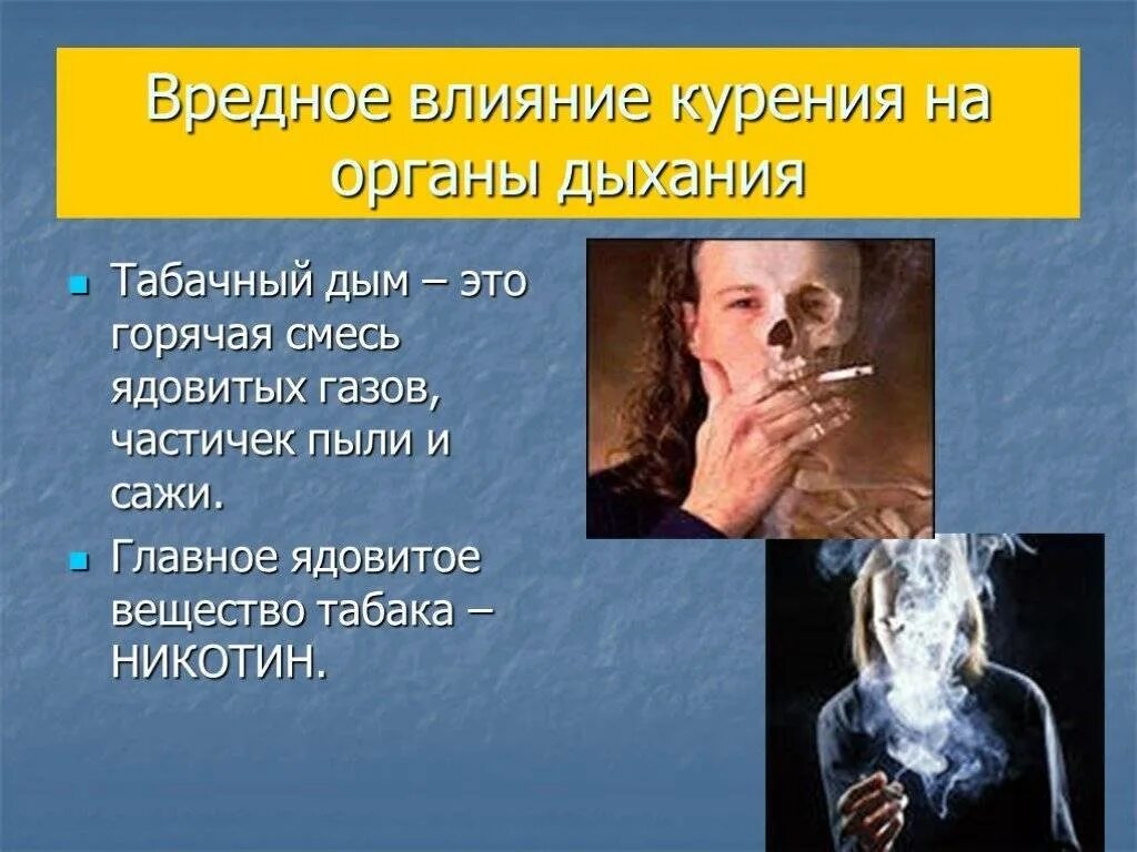 Как курение влияет на дыхательную систему. Влияние курения на органы дыхания. влияние табака на органы дыхания. влияние табачного дыма на дыхательную систему человека. воздействие курения на органы дыхания.