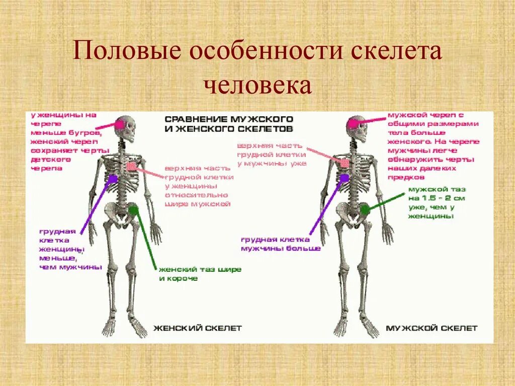 Возрастные особенности в строении скелета. Половые особенности скелета человека. характеристика скелета человека. половые различия скелета. скелет человека различия.