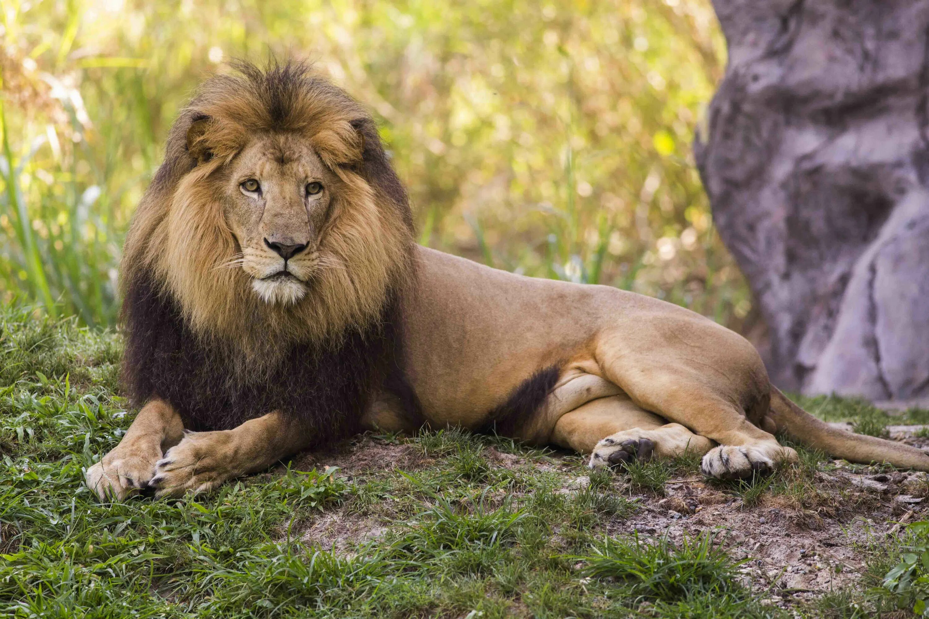 In the jungle lion. Капский Лев. Черногривый Лев ЮАР. Карликовый Лев. Гималайский карликовый Лев.