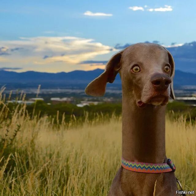 Удивленный пес. Собака удивление. Собака в шоке. Собачий глаз. Удивленный пес.