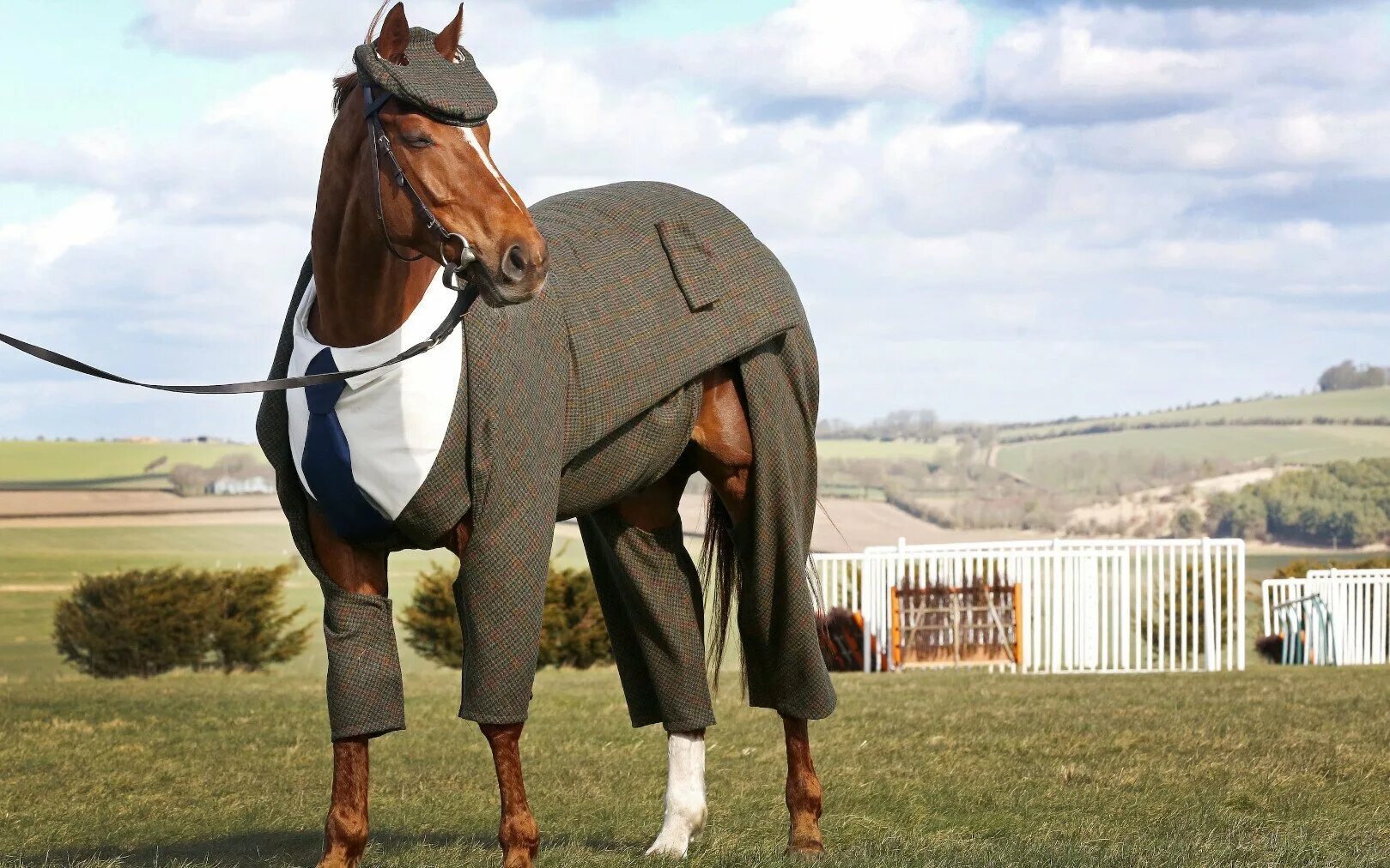 Лошадь в пиджаке. Конь в шляпе. Конь в пальто. Хтонь в пальто.