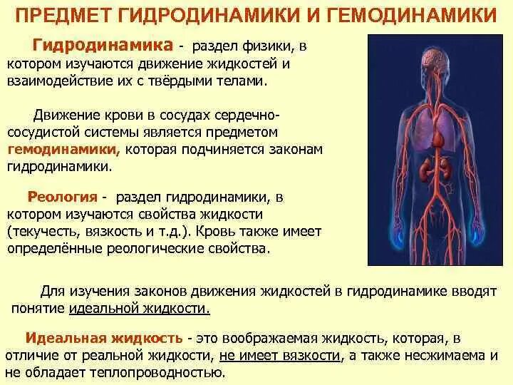 Гидродинамика крови. Физические закономерности движения крови в сосудистой системе. Процессы гемодинамики. Гемодинамика крови. Возврат жидкости в кровеносную систему