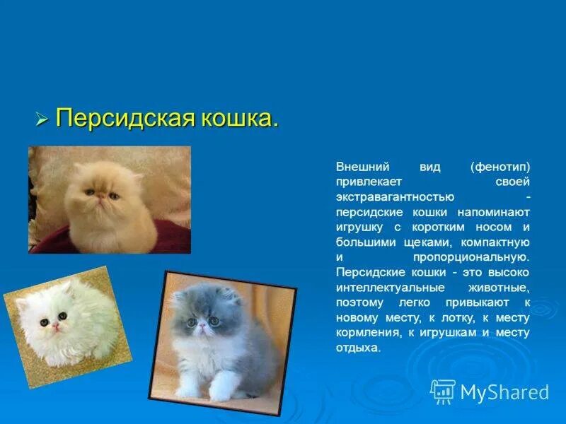 Персидская кошка. Персидская кошка внешний вид. Персидский характер. Сведения о персидской кошке. Факты о персидских кошках.