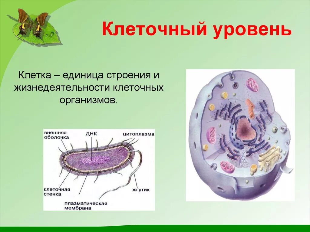 Клеточный уровень организации живого клетки. Уровни организации живого организма. Строение клетки.. Клеточный уровень биология 9 класс. Структура клеточного уровня. Уровни организации организма клеточный