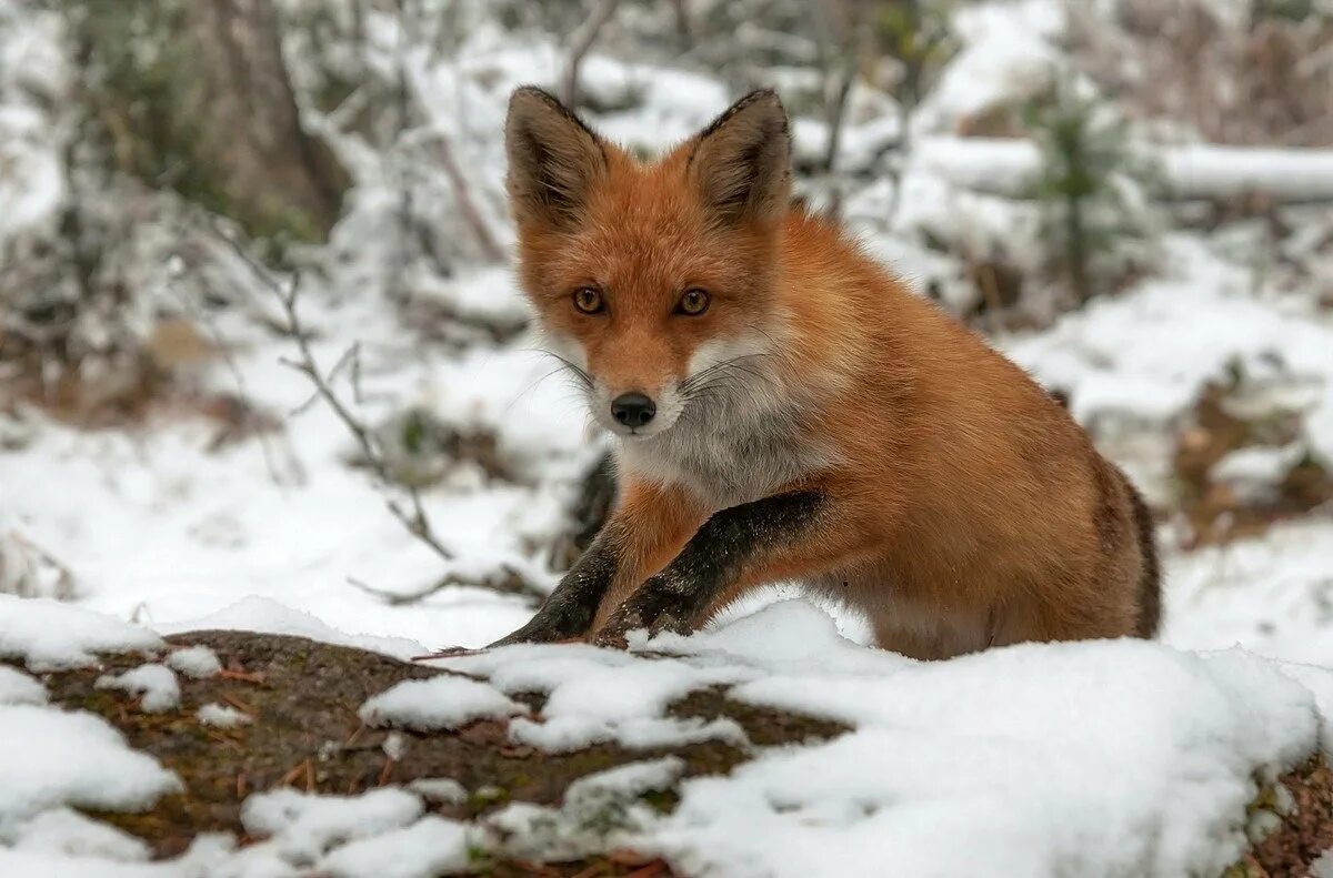 «лиса в лесу». таежная лисица. лиса. лисица тайги. обыкновенная лисица (рыжая лисица).