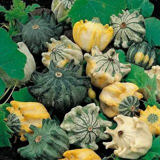 Cucurbita pepo subsp pepo