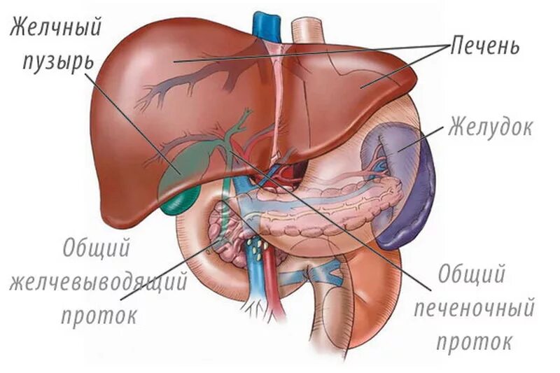 где находится печень спереди или сзади. печень человека где расположена в организме фото. внутренние органы поджелудочная железа. печень человека расположение в картинках. где находится печень у человека с какой стороны картинка.