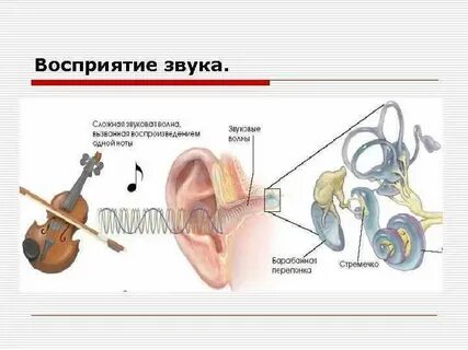Звуковые волны воспринимаемые человеком