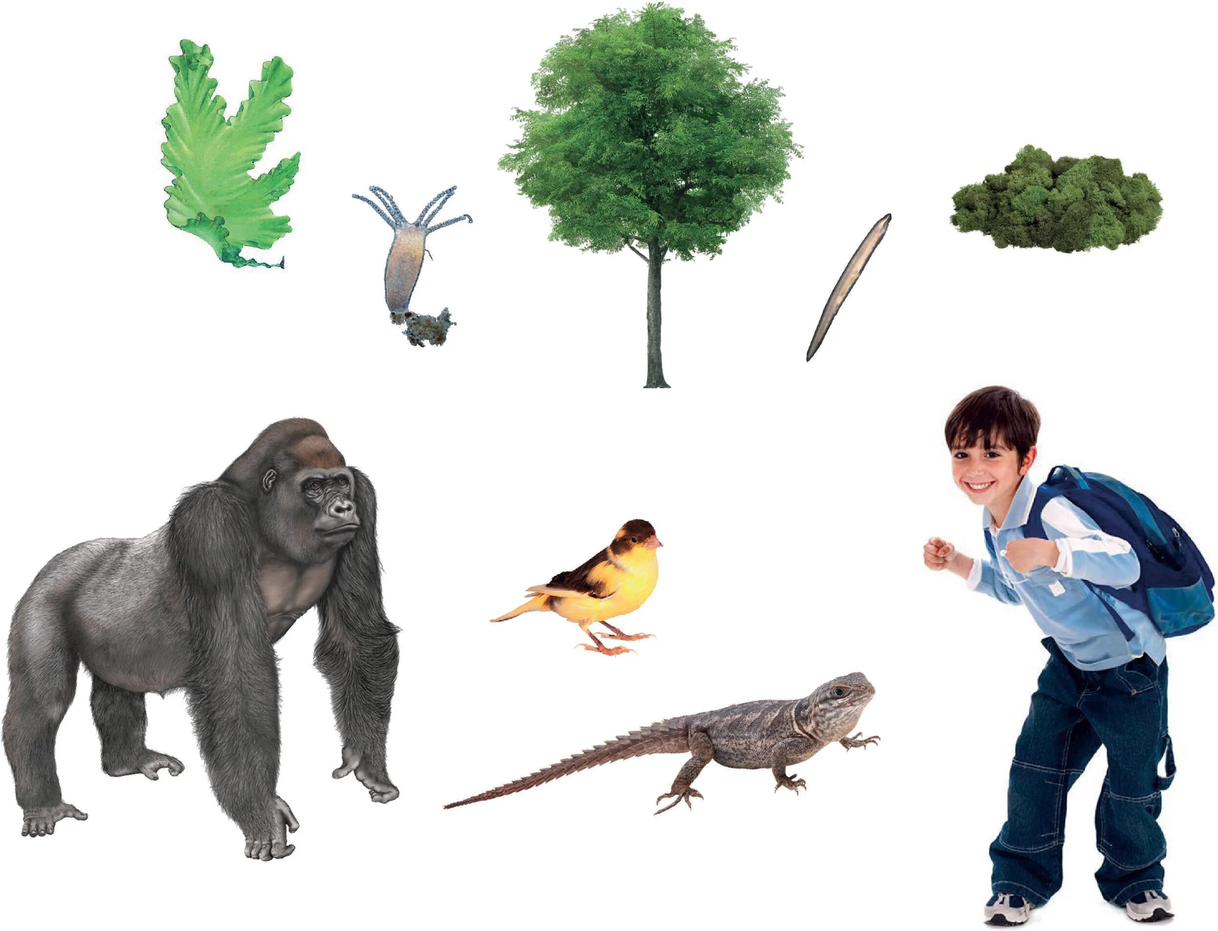 Анатомия fanining rivojlanish tarixi. Строение хлоропласта 3д. Biologiya dars. Биология фанидан. Кизикарли биология.