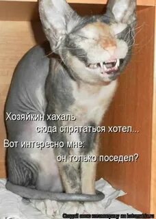 Кто такой хахаль для девушки