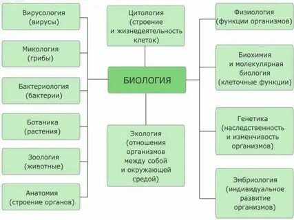 Схема биологии в системе наук