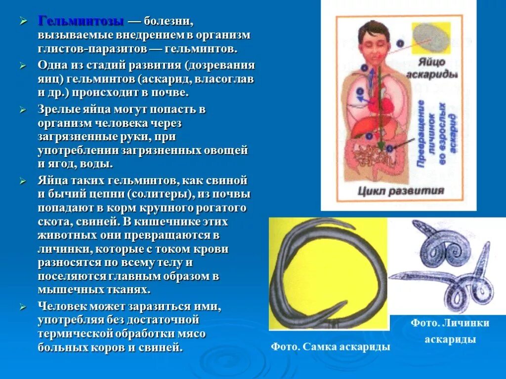 Гельминтозы заболевания вызываемые. Яйца глистов попадают в окружающую среду. Болезни вызванные гельминтами. Каким образом попадают в окружающую яйца гельминтов.