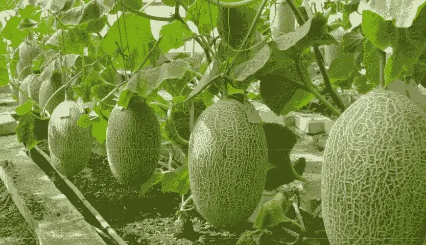 Дынь дынь 6