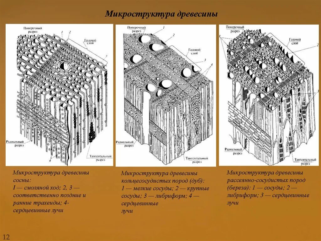 Микроскопическое строение древесины лиственных пород. Строение древесины макроструктура и микроструктура. Схема микроскопического строения древесины лиственных пород. Строение древесины. Макро и микроструктура древесины. Слои и элементы строения