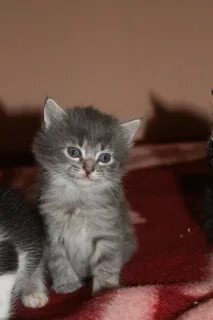 Котята в волочке