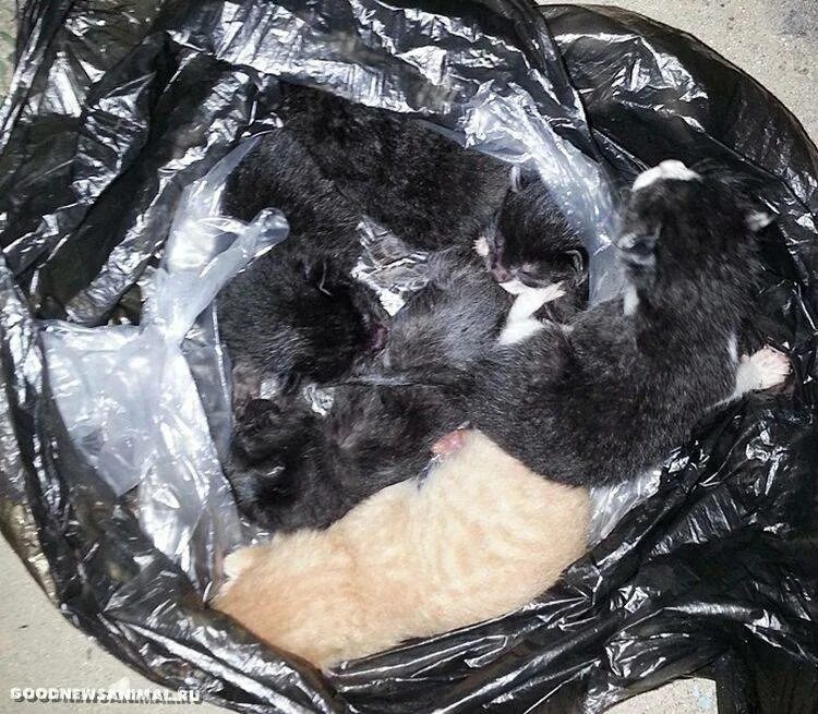 Проглотил полиэтилен. Кот в мусорке. Черепаха и пластик. Кот в целлофановом пакете. Пакет в море.