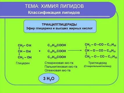 Характеристика жиров и липидов